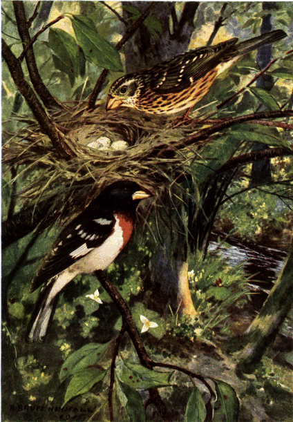 ROSE-BREASTED GROSBEAK ROSE-BREASTED GROSBEAK