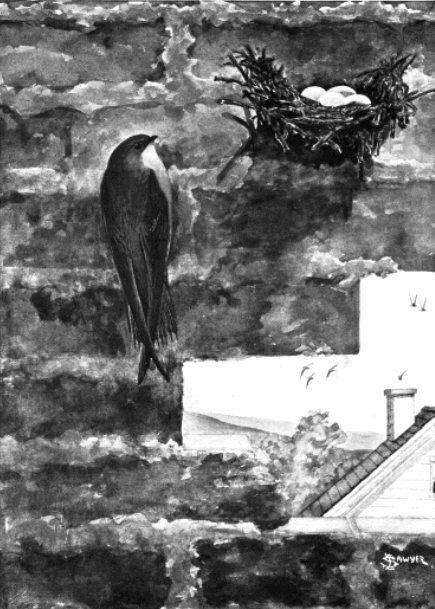CHIMNEY SWIFT CHIMNEY SWIFT