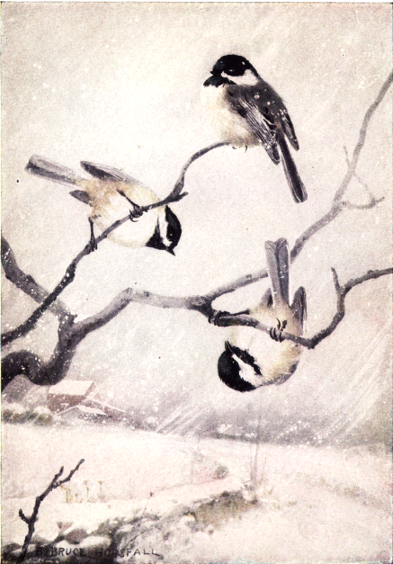 CHICKADEE CHICKADEE