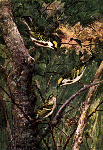 CHESTNUT-SIDED WARBLER CHESTNUT-SIDED WARBLER