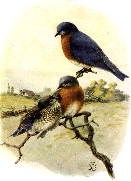 BLUEBIRD BLUEBIRD
