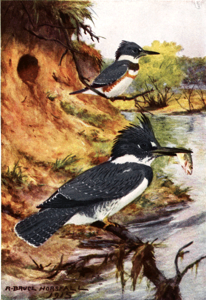 BELTED KINGFISHER BELTED KINGFISHER