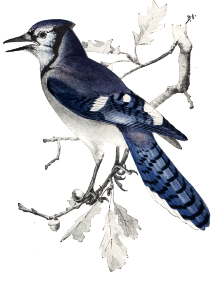 BLUE JAY BLUE JAY