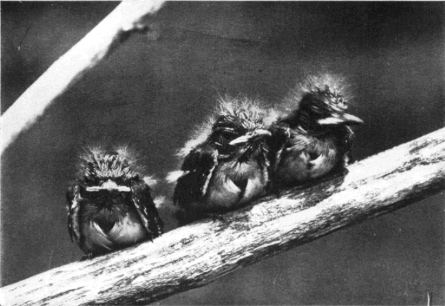 YOUNG CRESTED FLYCATCHERS YOUNG CRESTED FLYCATCHERS
