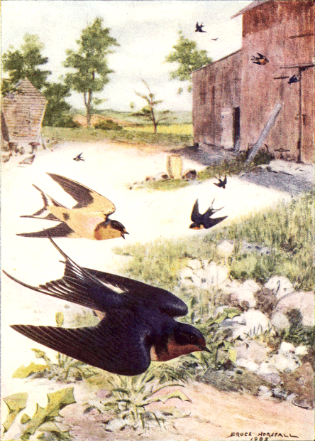 BARN SWALLOW BARN SWALLOW