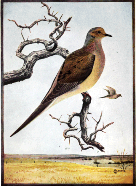 MOURNING DOVE MOURNING DOVE