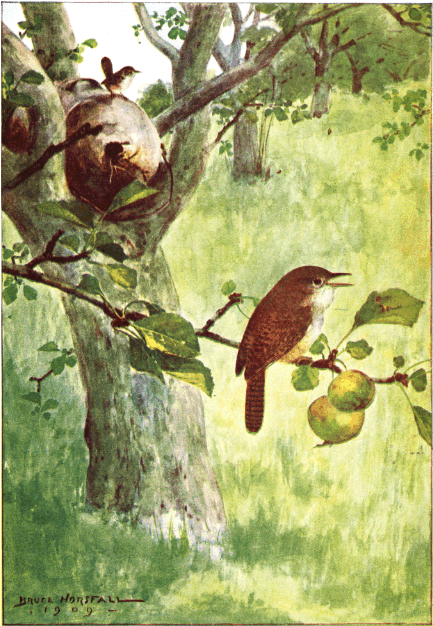 HOUSE WREN HOUSE WREN