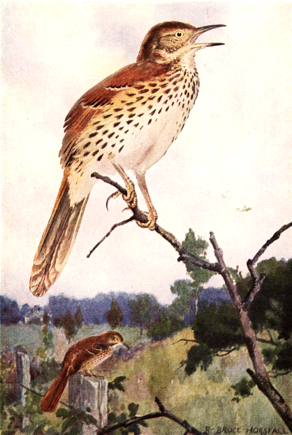 BROWN THRASHER BROWN THRASHER