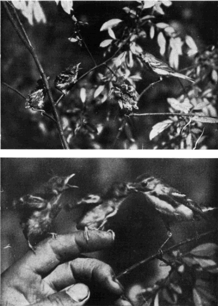CHESTNUT-SIDED WARBLER FAMILY CHESTNUT-SIDED WARBLER FAMILY