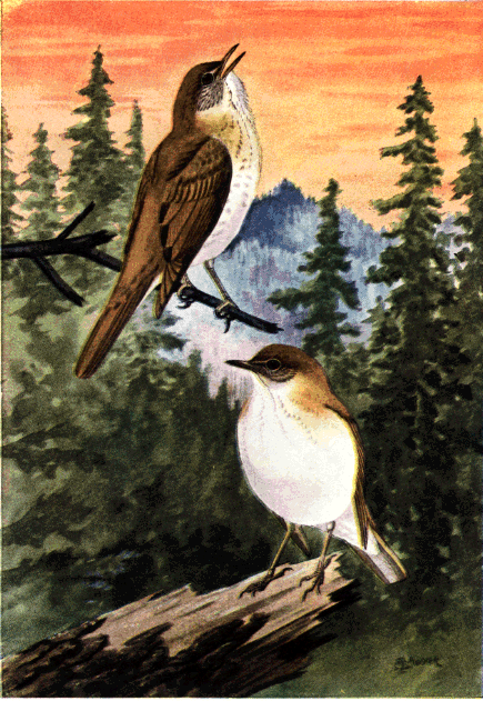 VEERY OR WILSON'S THRUSH VEERY OR WILSON'S THRUSH