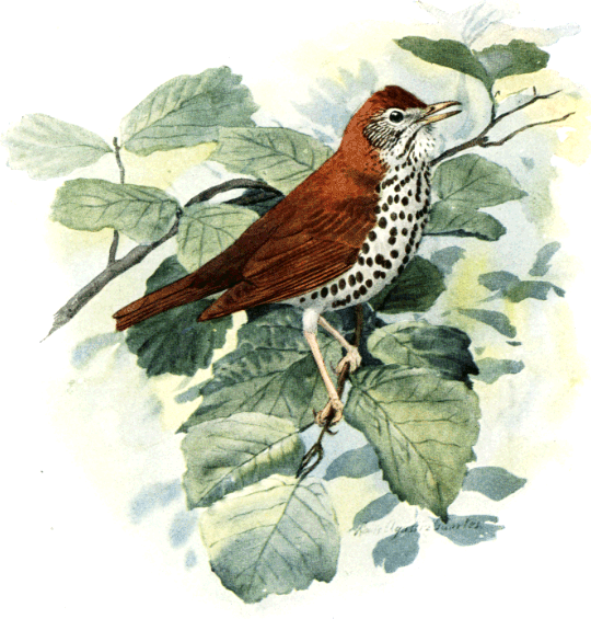WOOD THRUSH WOOD THRUSH