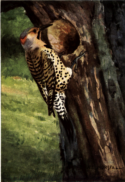 FLICKER FLICKER