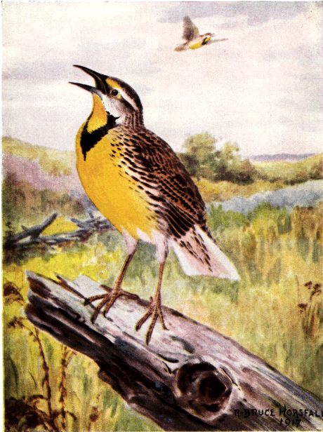 MEADOWLARK MEADOWLARK
