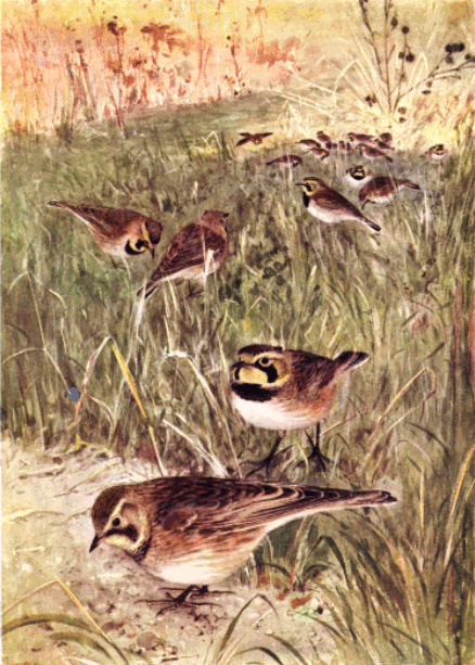 HORNED LARK HORNED LARK