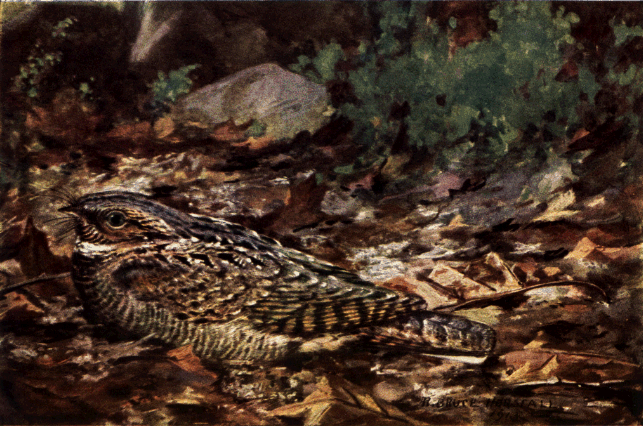 WHIPPOORWILL WHIPPOORWILL