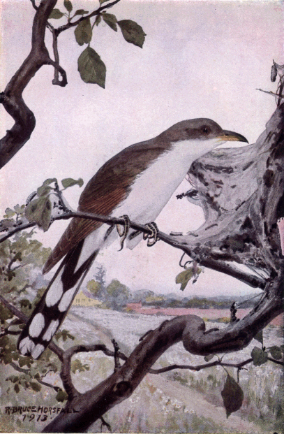 YELLOW-BILLED CUCKOO YELLOW-BILLED CUCKOO
