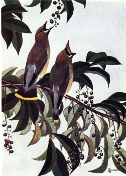 CEDAR WAXWING CEDAR WAXWING