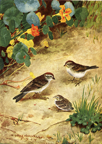 CHIPPING SPARROW CHIPPING SPARROW