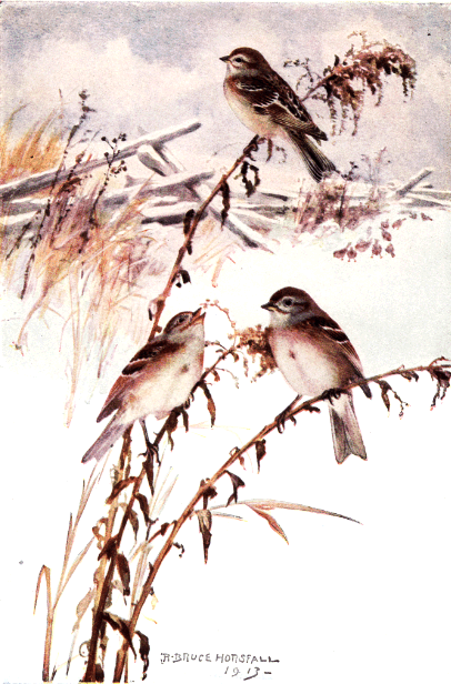 TREE SPARROW TREE SPARROW