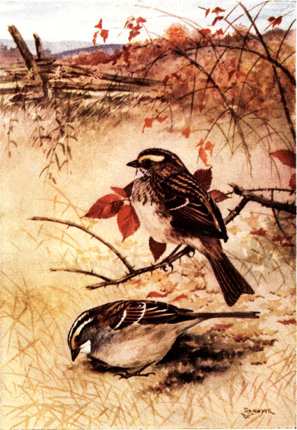 WHITE-THROATED SPARROW WHITE-THROATED SPARROW