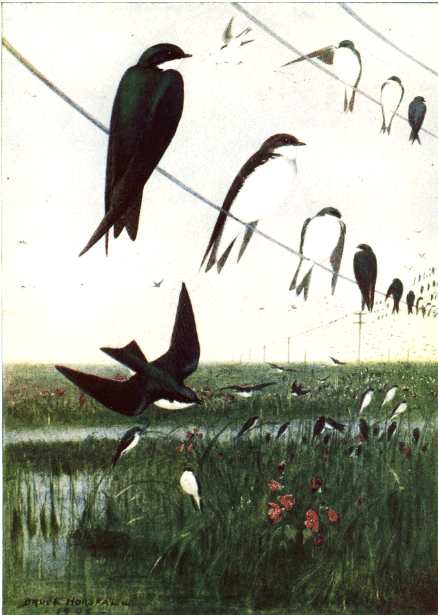 TREE SWALLO TREE SWALLOW