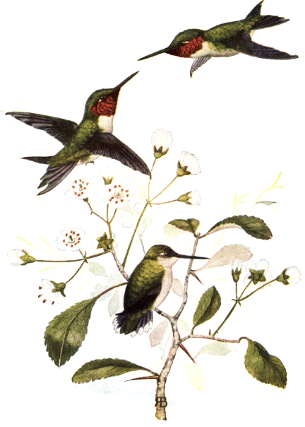 RUBY-THROATED HUMMINGBIRD RUBY-THROATED HUMMINGBIRD