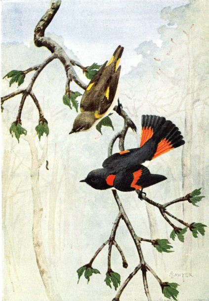 REDSTART REDSTART
