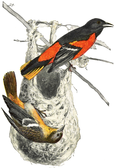 BALTIMORE ORIOLE BALTIMORE ORIOLE