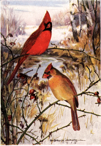 CARDINAL CARDINAL