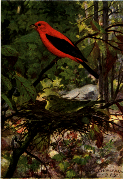 SCARLET TANAGER SCARLET TANAGER
