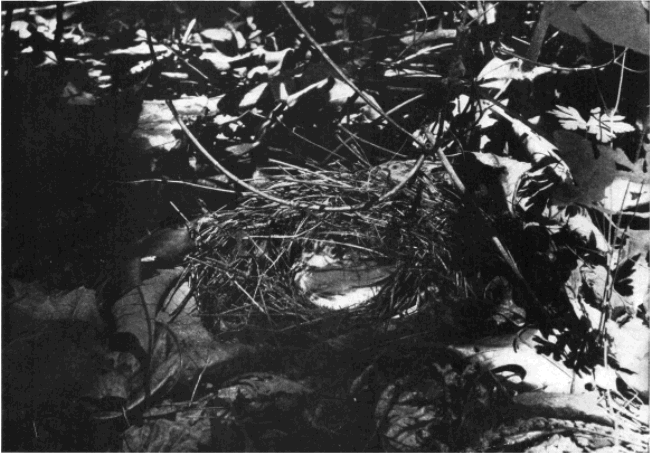 OVENBIRD IN NEST OVENBIRD IN NEST