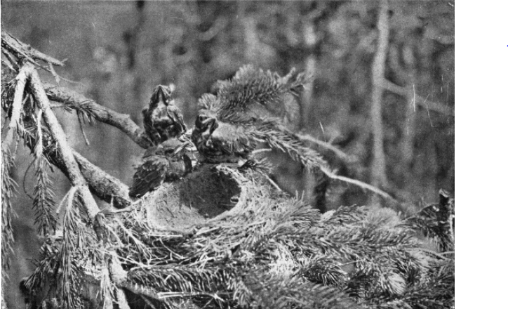 ROBIN NEST ROBIN NEST