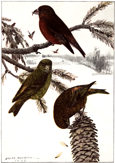 RED CROSSBILL RED CROSSBILL