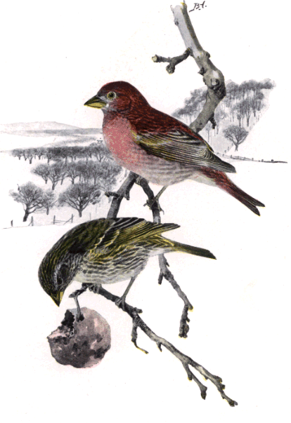 PURPLE FINCH PURPLE FINCH