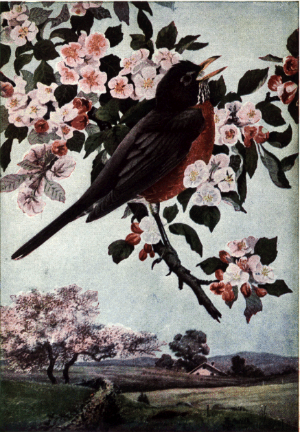 ROBIN ROBIN