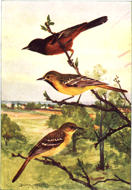 ORCHARD ORIOLE ORCHARD ORIOLE