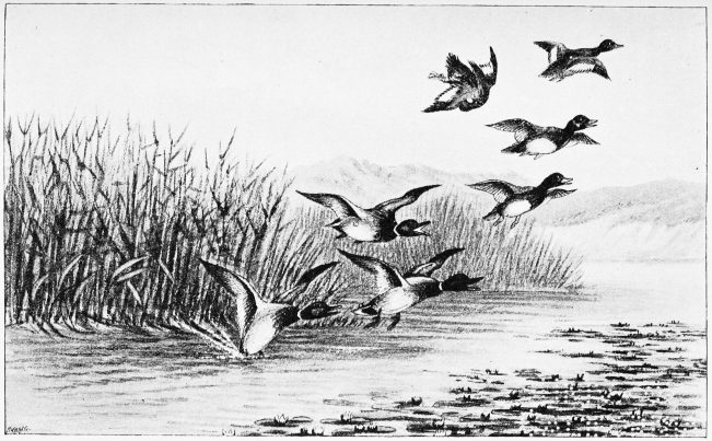 Plate XXXII.  MALLARDS AND FERRUGINOUS DUCKS—ALAMILLO.  Page 268.