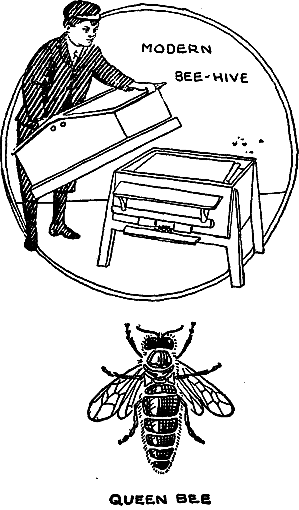 MODERN BEE-HIVE