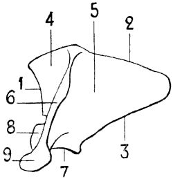 Fig. 12