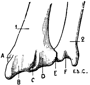 Fig. 28