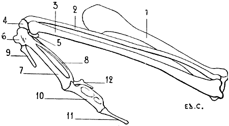 Fig. 31