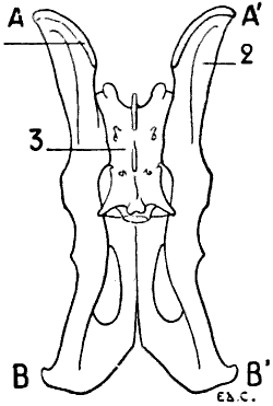Fig. 50
