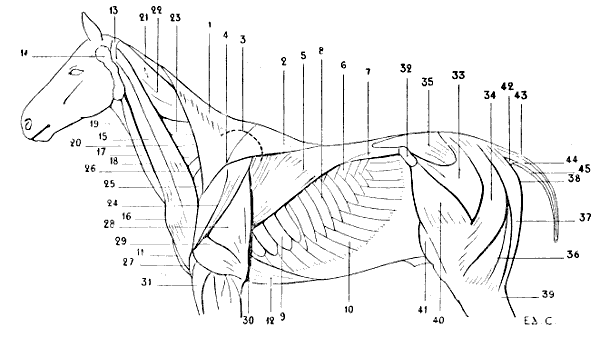 Fig. 70