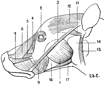 Fig. 90