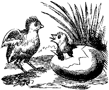 hens