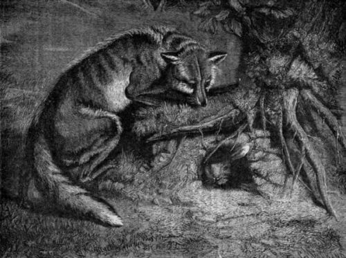 FOX AND RABBIT