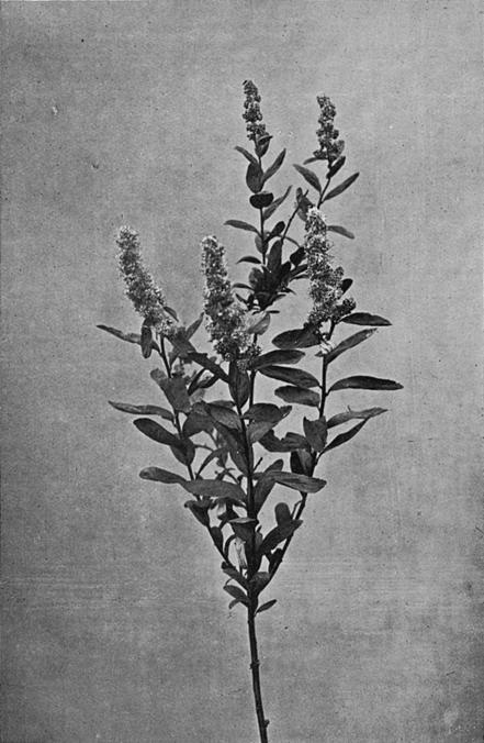 [Illustration: Spiræa Douglasi, Hook.]