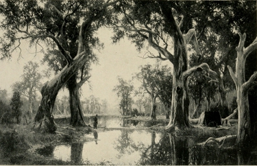 A TYPICAL AUSTRALIAN BACK-COUNTRY SCENE. By H. J. Johnstone, a great painter who died unknown.