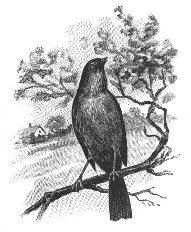 bird on a branch
