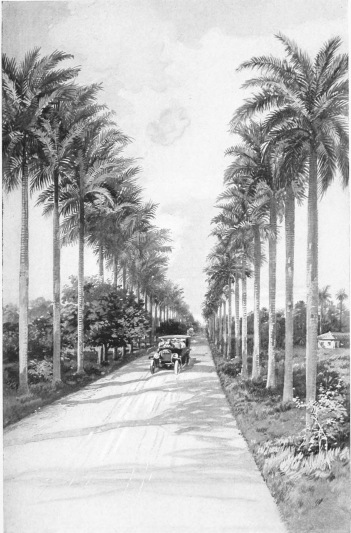 AN AVENUE OF PALMS  The splendid highways which under the Republic have been created in all parts of Cuba have not been left as mere roadways, but have been provided with hundreds of thousands of shade trees, for the comfort of travellers as well as for the scenic beauty which they enhance. There are hundreds of miles of driveways shaded and adorned with stately palms or other trees, like that shown in the illustration.
